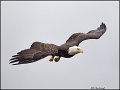_1SB0816 bald eagle
